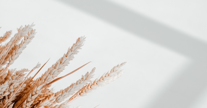 The Importance of Spinal Health for Overall Wellness